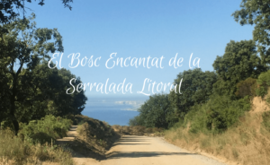 El bosc encantat de la Serralada Litoral